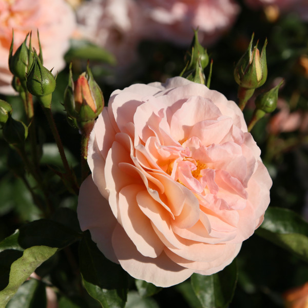 SANGERHAUSER JUBILAUMS-ROSE